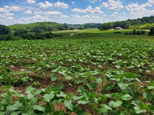 A lush green field of young sunflowers under a bright blue sky with fluffy clouds and rolling hills in the background.