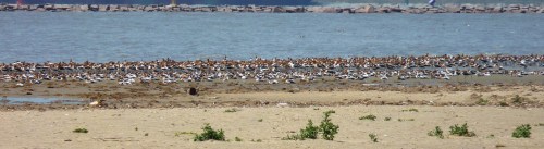 A large flock of birds gathered on a sandy shore near a calm body of water, with rocks visible in the background.