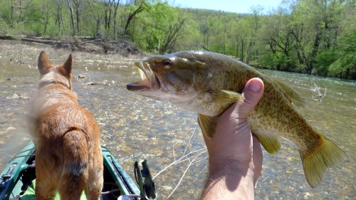 A person holds a large fish in one hand while a dog sits on a kayak, with a scenic river and trees in the background.