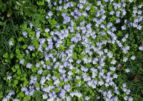 A vibrant patch of small purple and white flowers surrounded by green foliage and grass.