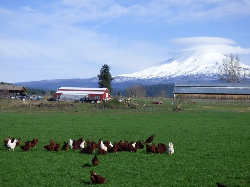 A scenic farm with chickens in a green field, set against a snow-capped mountain under a blue sky.
