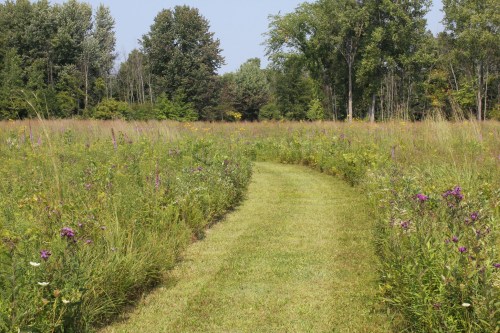 A grassy path winds through a vibrant field of wildflowers and tall grasses, surrounded by trees under a clear sky.