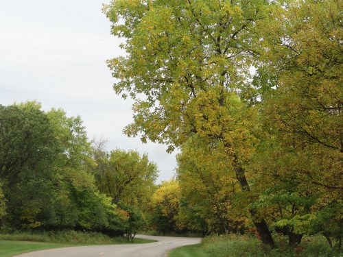 A winding road surrounded by trees displaying autumn colors under a cloudy sky.