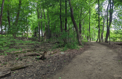 A dirt path winding through a lush green forest with tall trees and scattered fallen branches.