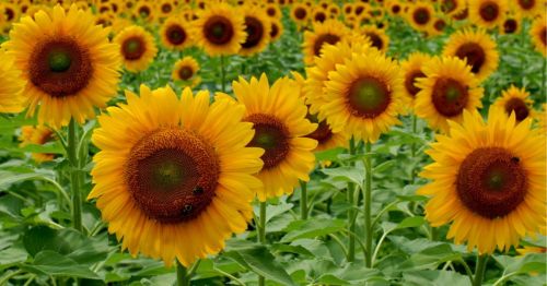 A vibrant field of sunflowers in full bloom, showcasing bright yellow petals and green leaves.