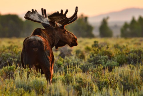 A moose stands in a grassy field at sunset, with mountains and trees in the background.