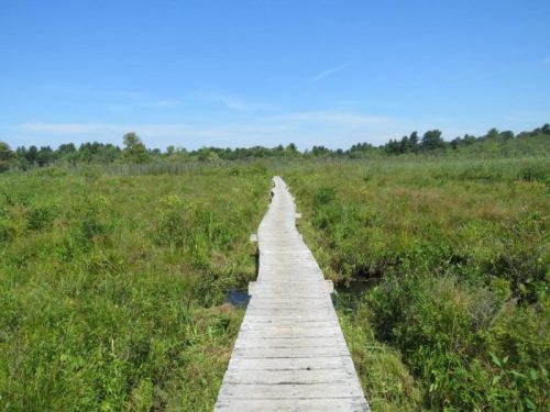 A winding wooden boardwalk stretches through a lush green marsh under a clear blue sky.