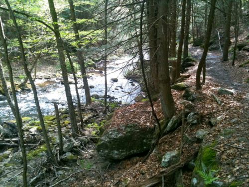 A serene forest scene with a winding stream, surrounded by trees and scattered rocks, and a leaf-covered path.