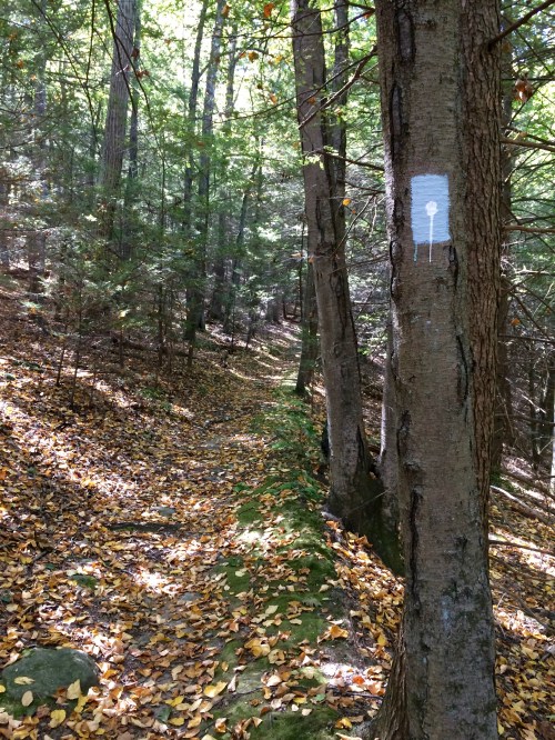 A forest path lined with trees, featuring a white trail marker on a trunk and scattered autumn leaves on the ground.