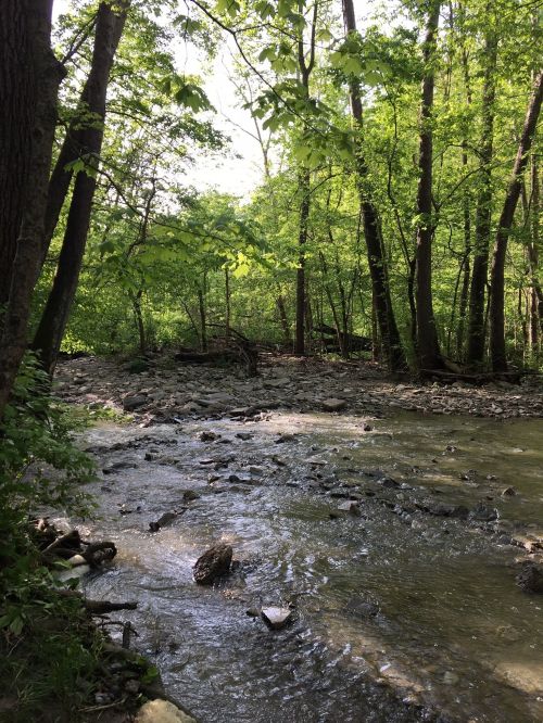 A serene stream flows through a lush green forest, surrounded by trees and rocky banks under bright sunlight.