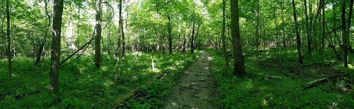 A lush green forest with a winding dirt path surrounded by trees and vibrant foliage.