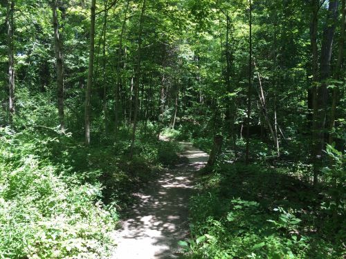 A winding dirt path through a lush, green forest filled with trees and underbrush. Sunlight filters through the leaves.