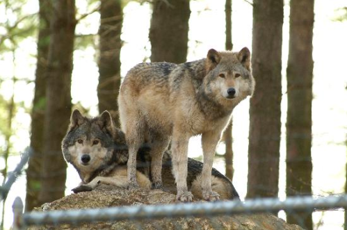 Two wolves stand on a rock in a forest, surrounded by trees, with one looking directly at the camera.