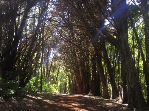 A sunlit forest path lined with tall trees, creating a serene and inviting atmosphere.