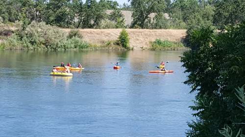 A group of people kayaking on a calm river surrounded by greenery and trees on the banks.