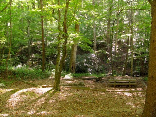 A serene forest scene with green trees, dappled sunlight, and a picnic area surrounded by nature.