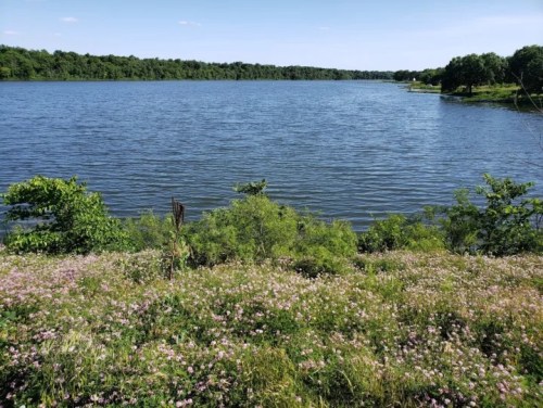 A serene lake surrounded by lush greenery and blooming wildflowers under a clear blue sky.