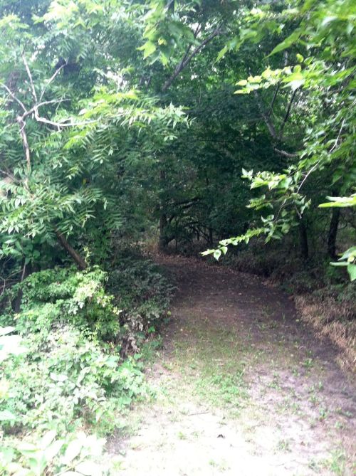 A narrow dirt path winding through dense green foliage and trees in a natural setting.