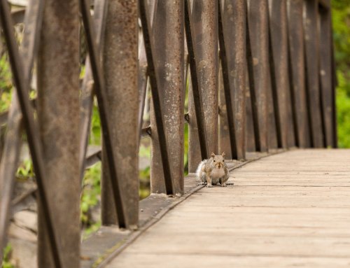 A squirrel stands on a wooden bridge, surrounded by greenery and metal supports.