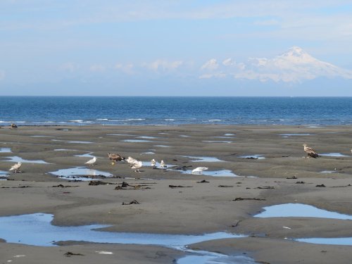 A sandy beach with scattered birds, tidal pools, and a distant snow-capped mountain under a clear blue sky.