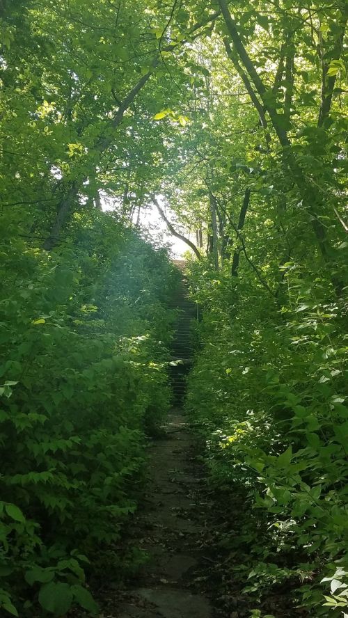A narrow, overgrown path leads up stone steps through dense green foliage and trees.