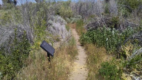A narrow dirt path surrounded by tall grasses and shrubs, with an informational sign on the left.