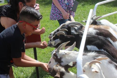 A child and an adult feed goats at a petting zoo, with several goats eagerly reaching for food.