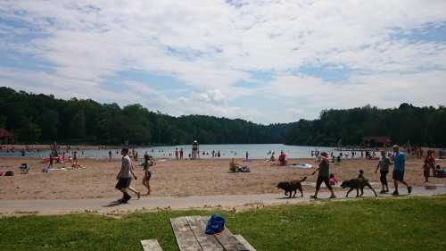 A sandy beach with people swimming, sunbathing, and walking dogs, surrounded by trees and a cloudy sky.