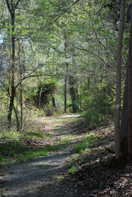 A serene forest path lined with trees and greenery, dappled sunlight filtering through the leaves.