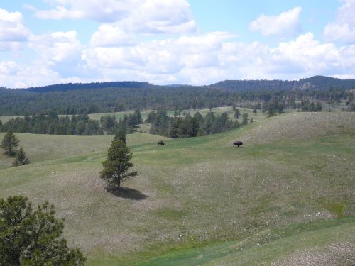A scenic landscape featuring rolling green hills, scattered trees, and two bison grazing under a cloudy sky.