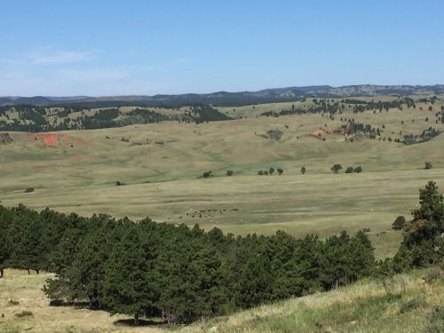A panoramic view of rolling green hills and scattered trees under a clear blue sky.