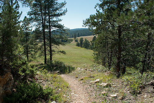 A scenic view of a grassy meadow surrounded by tall pine trees under a clear blue sky.