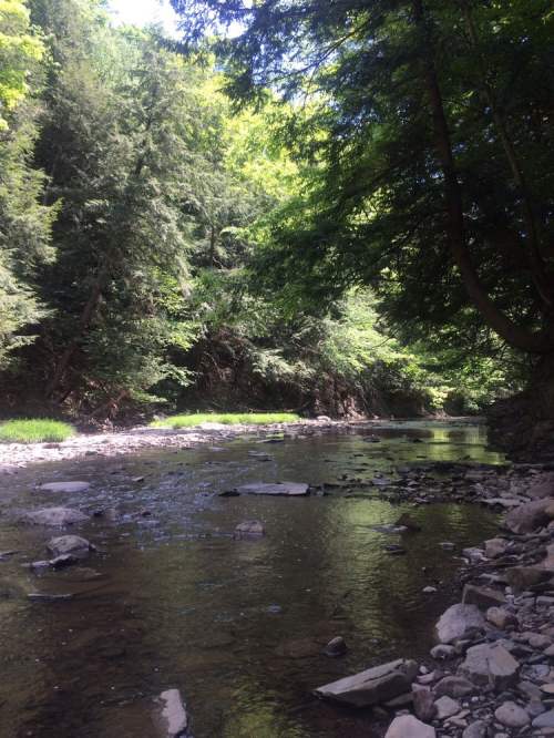 A serene river flows through a lush green forest, with rocks lining the water's edge under a clear blue sky.