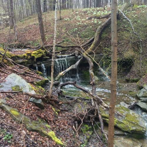 A serene forest scene featuring a small waterfall cascading over rocks, surrounded by moss and trees.
