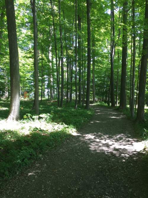 A sunlit forest path surrounded by tall green trees and lush undergrowth.