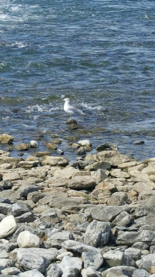A white bird stands on a rocky shore by the water, with gentle waves lapping at the stones.