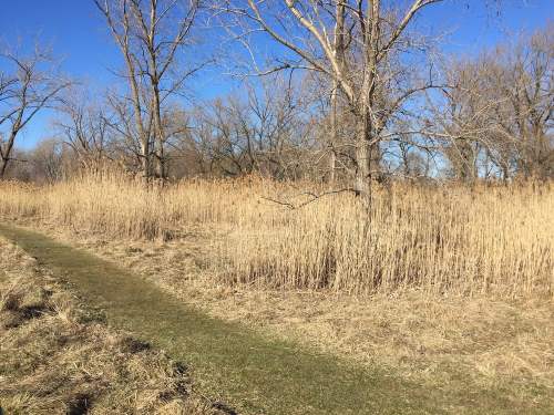 A grassy path winds through tall golden grasses and bare trees under a clear blue sky.