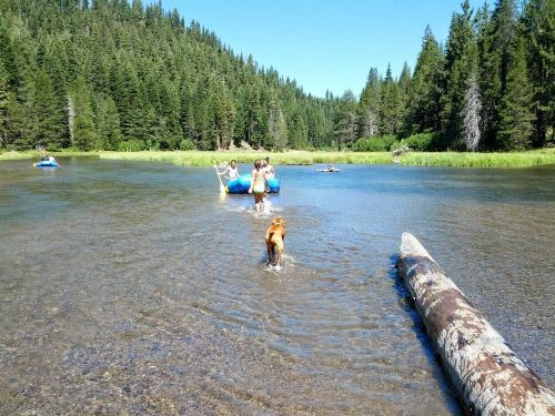 Two people wade in a clear river surrounded by trees, while a dog plays in the water nearby. A log floats in the foreground.