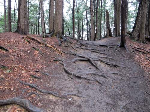 A forest path with exposed tree roots and a mix of dirt and fallen leaves, surrounded by tall trees.