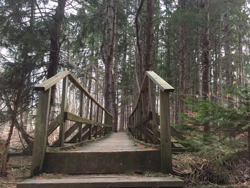 A wooden bridge leads through a dense forest of tall trees, creating a serene and natural pathway.