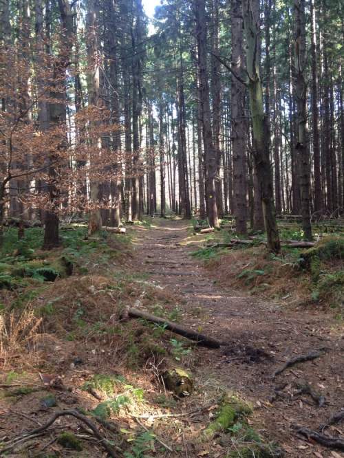 A serene forest path surrounded by tall trees and ferns, with sunlight filtering through the branches.