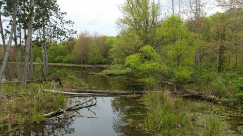 A serene wetland scene with lush green trees, calm water, and fallen logs surrounded by vibrant foliage.