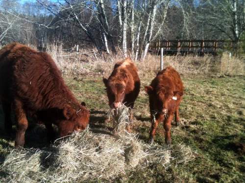 Three brown cows eating hay in a grassy field with trees in the background.