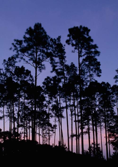 Silhouetted trees against a twilight sky, with shades of purple and pink in the background.