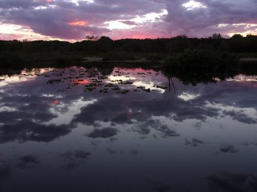 A serene sunset reflects on a calm lake, surrounded by lush greenery and scattered lily pads.