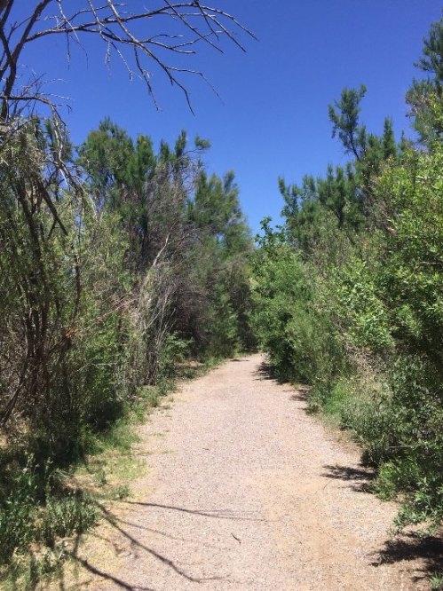 A narrow dirt path surrounded by lush greenery under a clear blue sky.