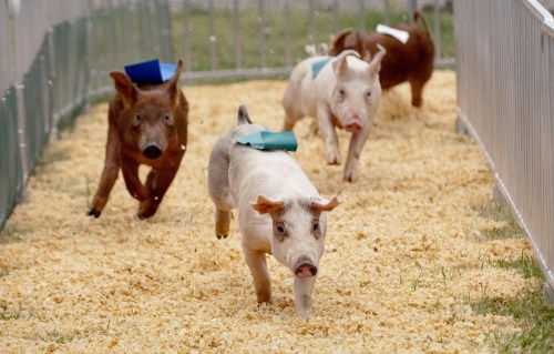 Four pigs running in a pen, with colored tags on their backs, on a bed of sawdust.