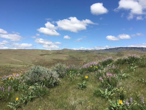 A scenic landscape featuring rolling hills, colorful wildflowers, and a blue sky with fluffy clouds.