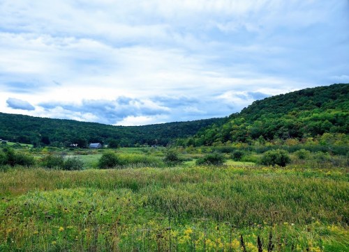 A scenic landscape featuring rolling hills, lush greenery, and a cloudy sky, with fields of wildflowers in the foreground.