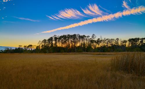 A serene landscape featuring a golden field, silhouetted trees, and a vibrant blue sky with wispy clouds at sunset.